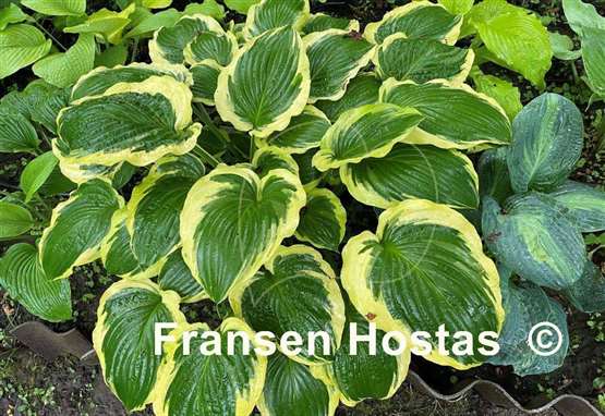 Hosta Minnesota Wild